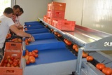 Processing,sorting,grading and packaging lines for Tomatoes
