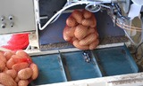 Γραμμή Διαλογής και Συσκευασίας για Πατάτα