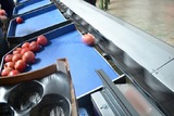 Grading and Processing line for Pomegranate