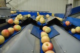 Grading - Sorting - Sizing and Processing Line for Apples