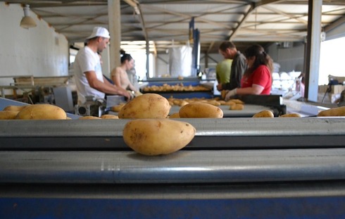 Γραμμή Διαλογής και Συσκευασίας για Πατάτα