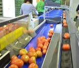 الفرز - خط التحجيم والتدريج للطماطم