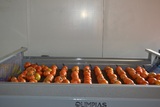 Γραμμές διαλογής ταξινόμησης και συσκευασίας για Τομάτες