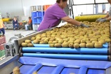 Processing Line for Kiwi