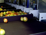 Processing-Sorting-Grading-Sizing and Packaging Line for Tomatoes