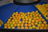 خط فرز البرتقال