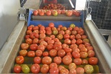 الفرز - خط التحجيم والتصنيف للطماطم