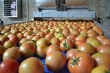 Γραμμή διαλογής ταξινόμησης και συσκευασίας για Τομάτες