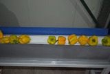 Sorting and Grading line for Pepper