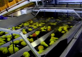 Sorting-Grading-Sizing-Packaging Line for Pears.