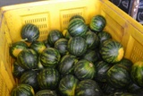 Processing-Sorting-Grading-Sizing and Packaging Line for Watermelons