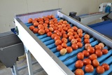 خط الفرز والتصنيف للطماطم