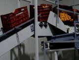 Sorting and Grading line for Oranges
