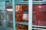 Sorting and Packaging line for Potato
