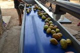 Sorting-Grading-Processing Line for Prickly Pear