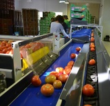 الفرز - خط التحجيم والتدريج للطماطم