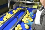 Sorting and Peeling line for Potatoes