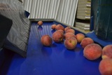 Sorting - Grading - Packaging Line for Peaches and Nectarines
