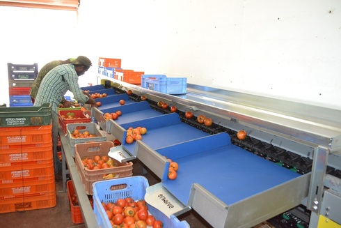 Sorting and Grading line for Tomatoes