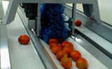 Processing-Sorting-Grading-Sizing and Packaging Line for Tomatoes
