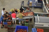 Sorting-Grading-Packaging line for Peaches-Nectarines