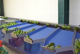 Sorting-Grading-Packaging line for Avocado