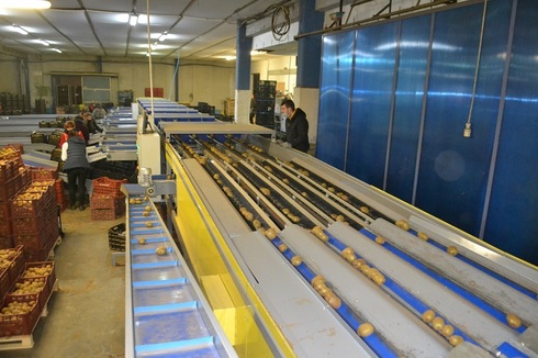 Sorting and Grading Line for Kiwi
