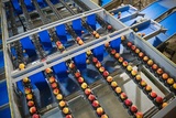 Sorting - Grading - Packaging Line for Peaches and Nectarines