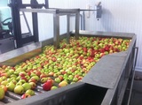 Γραμμή Διαλογής-Ταξινόμησης και Συσκευασίας Μήλων