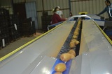 Sorting and Grading Line for Kiwi
