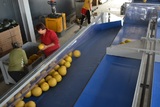 Processing-Sorting-Grading-Sizing and Packaging Line for Melons