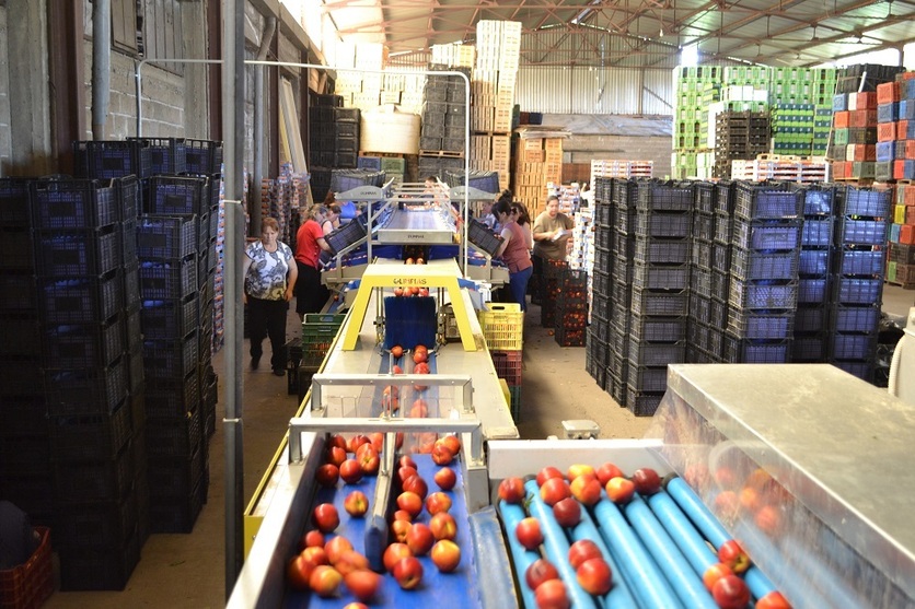 Sorting and Grading Line for Peaches and Nectarines