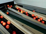 التصنيف - الفرز - خط التحجيم والتجهيز للتفاح