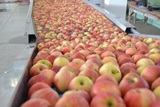 Γραμμή Διαλογής - Ταξινόμησης και Συσκευασίας για Μήλα