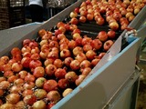Sorting-Grading-Processing Line for Pomegranate