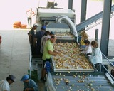 Sorting and Packaging line for Onions
