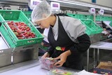 Packaging and sorting Line for Strawberries