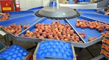 Sorting-Grading-Packaging line for Peaches