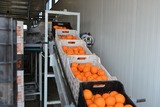 Γραμμή Διαλογής-Ταξινόμησης και Συσκευασίας Πορτοκαλιών
