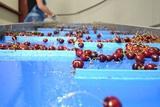 Sorting-Grading-Packaging line for Cherries