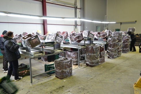 Sorting and Grading line for Pomegranate