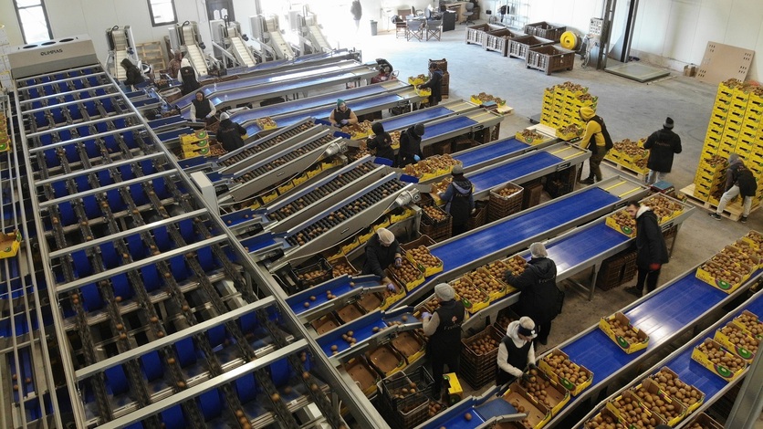 Sorting and Processing Line for Kiwi