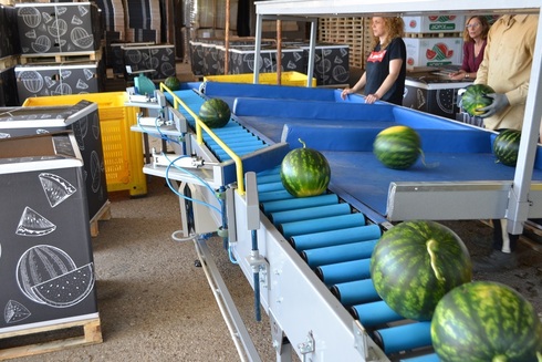 Processing-Sorting-Grading-Sizing and Packaging Line for Watermelons