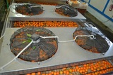 Sorting-Grading-Packaging line for Citrus Fruits