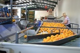 خط معالجة وفرز البرتقال
