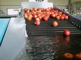 Sorting-Grading-Processing Line for Pomegranate