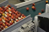Sorting-Grading-Packaging line for Peaches-Nectarines