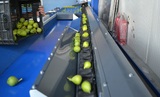 Sorting and Grading line for Avocado