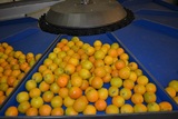 Grading line for Oranges