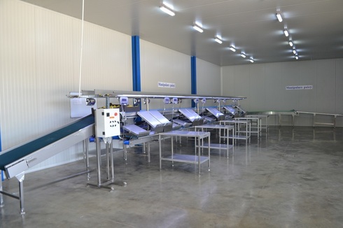 Packaging and sorting Line for Grapes